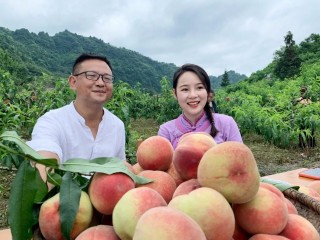 包含桃子直播的词条